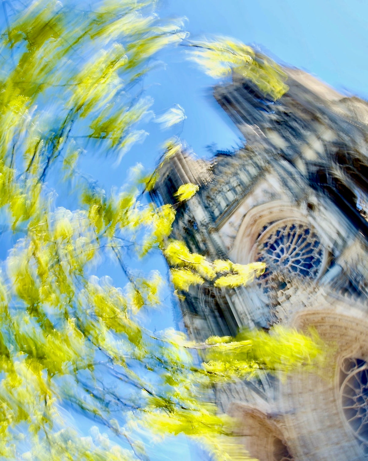 Cathedral Bloom, Reims